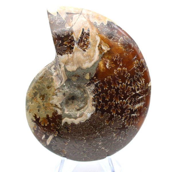 Fossile di ammonite lucidato