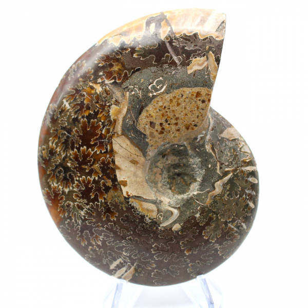 Fossile di ammonite lucidato