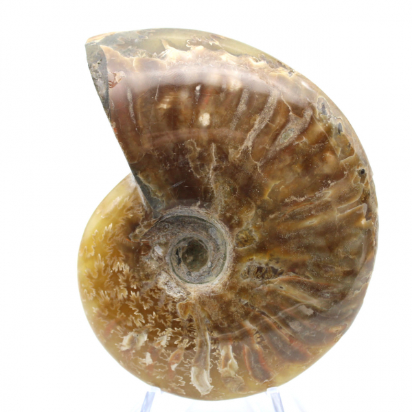 Ammonite lucida