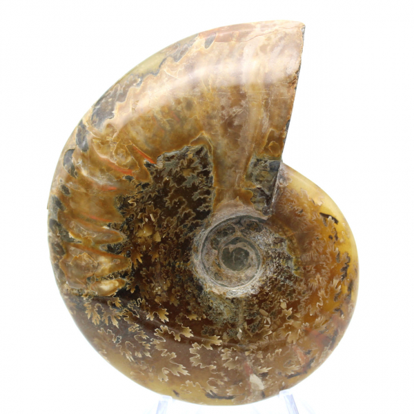 Ammonite lucida