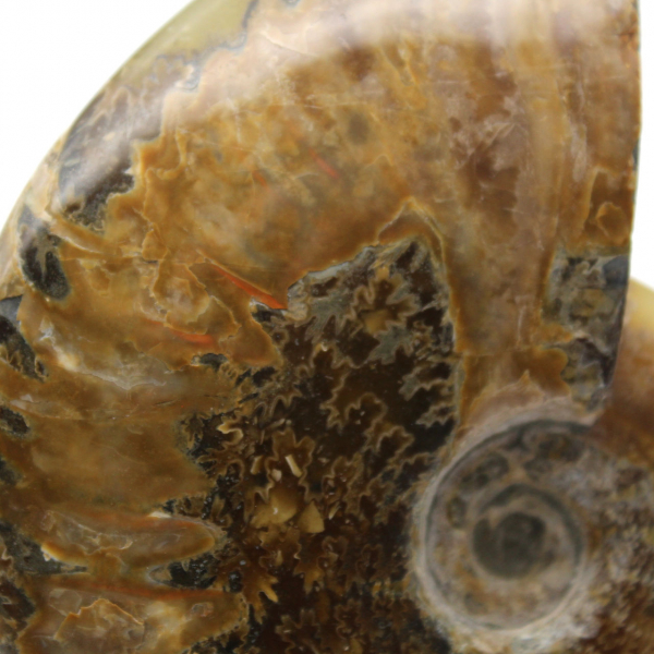 Ammonite lucida