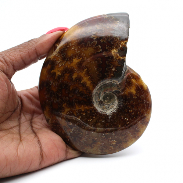 Ammonite lucida del Madagascar