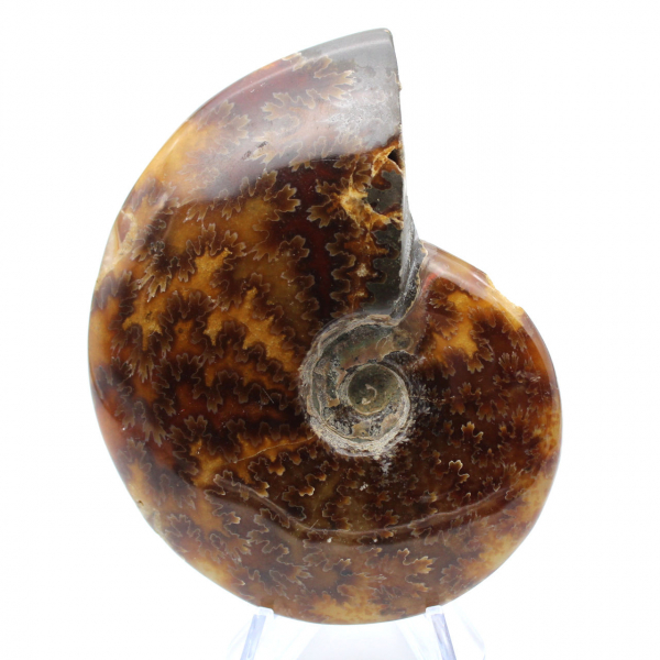 Ammonite lucida del Madagascar