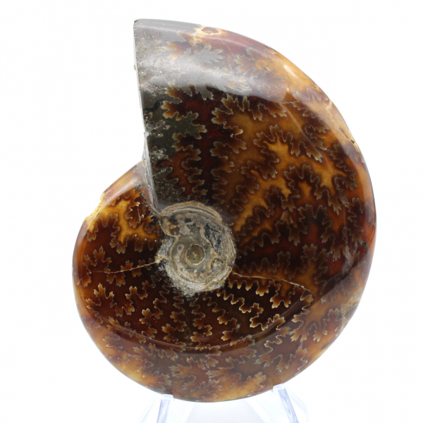 Ammonite lucida del Madagascar