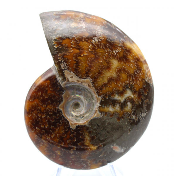 Fossile di ammonite pezzo unico