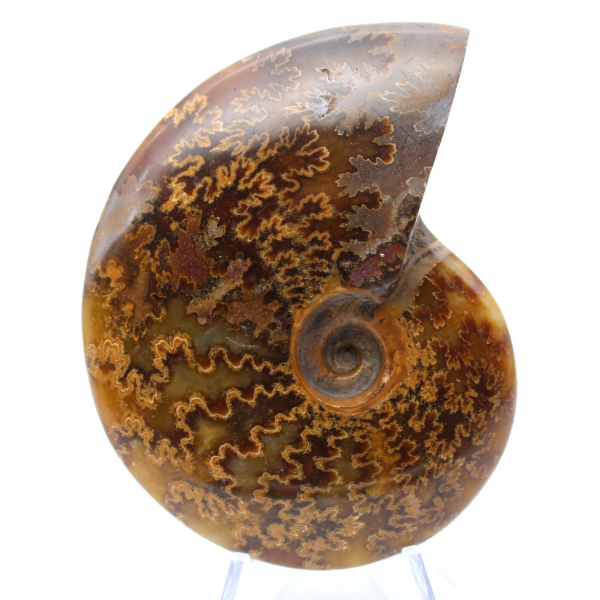 Ammonite fossile lucidata del Madagascar