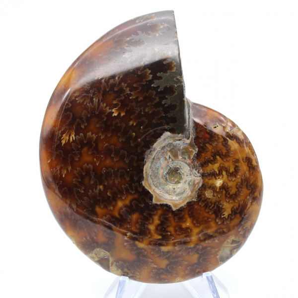 Ammonite intera