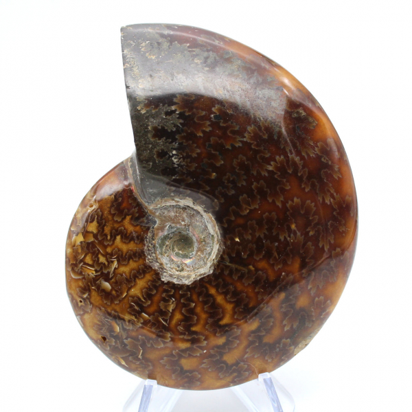 Ammonite intera