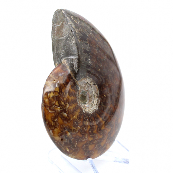 Ammonite intera