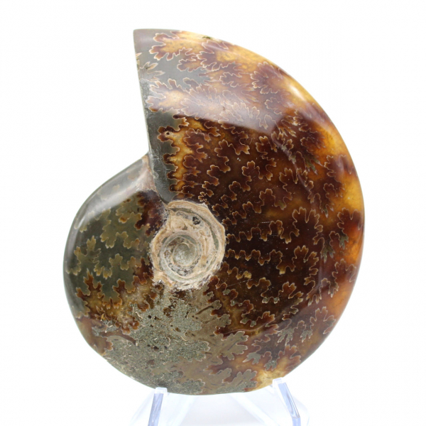 Ammonite naturale lucida intera proveniente dal Madagascar