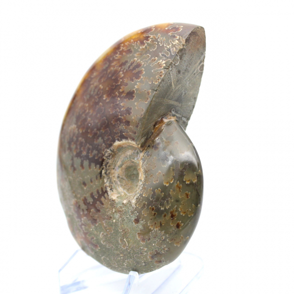 Ammonite naturale lucida intera proveniente dal Madagascar