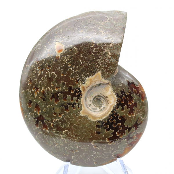 Fossile naturale intero lucidato di ammonite