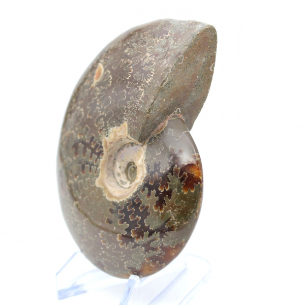 Fossile naturale intero lucidato di ammonite