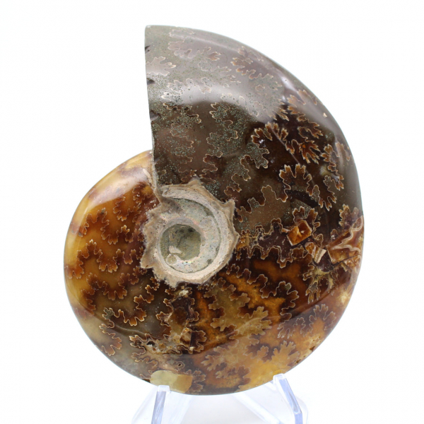 Ammonite intera dal Madagascar