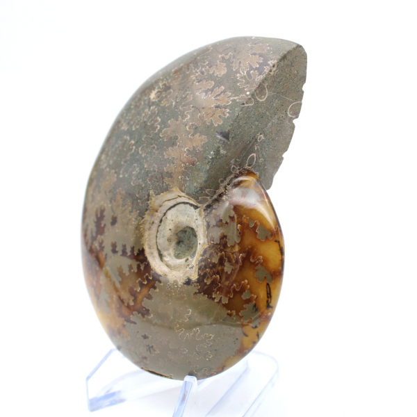 Ammonite intera dal Madagascar