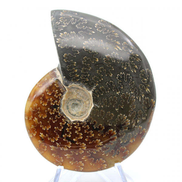 Ammonite fossilizzata intera lucidata