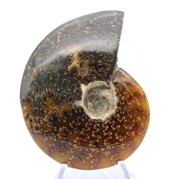 Ammonite fossilizzata intera lucidata