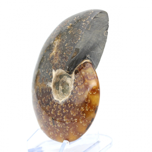 Ammonite fossilizzata intera lucidata