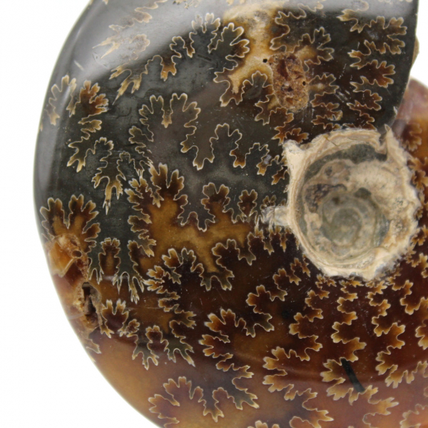 Ammonite fossilizzata intera lucidata