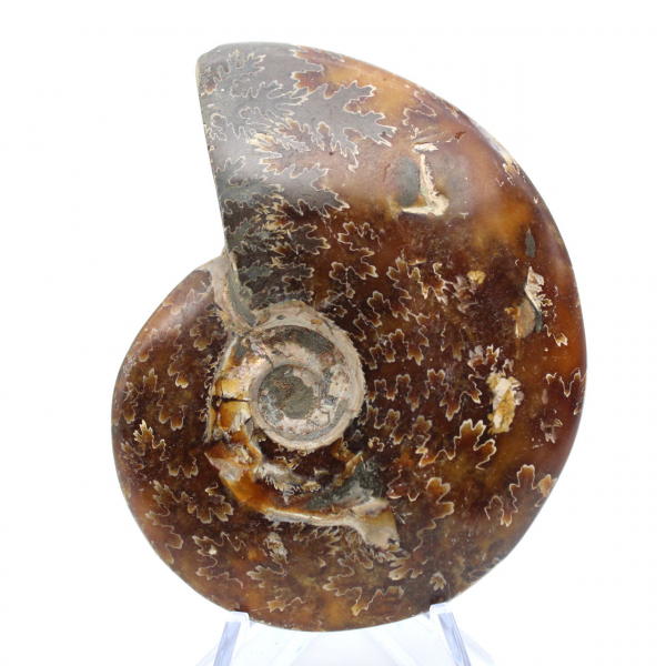 Ammonite fossilizzata intera