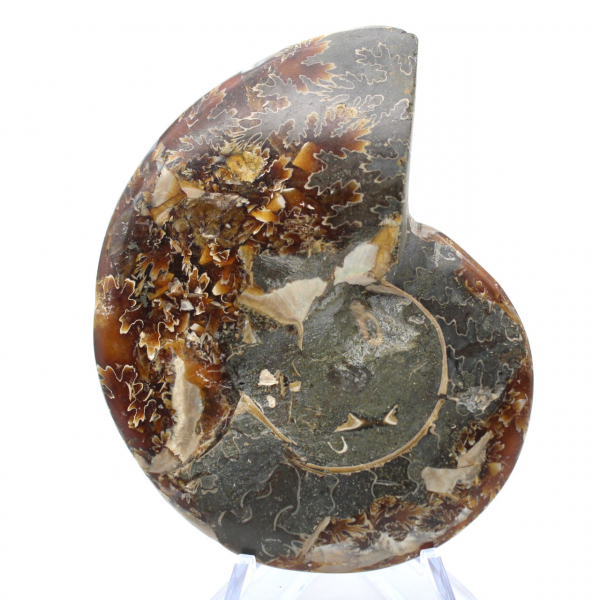 Ammonite fossilizzata intera