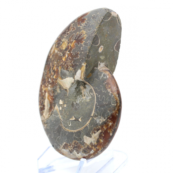 Ammonite fossilizzata intera