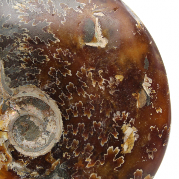 Ammonite fossilizzata intera