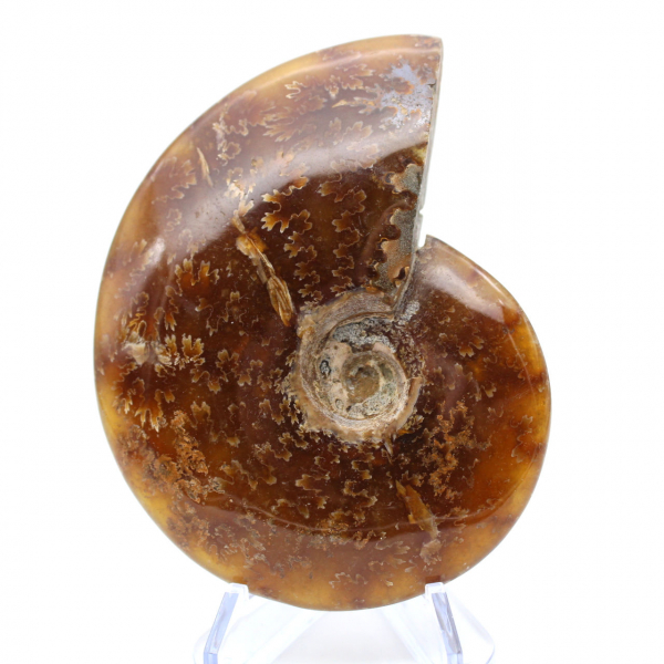 Ammonite intera naturale fossile