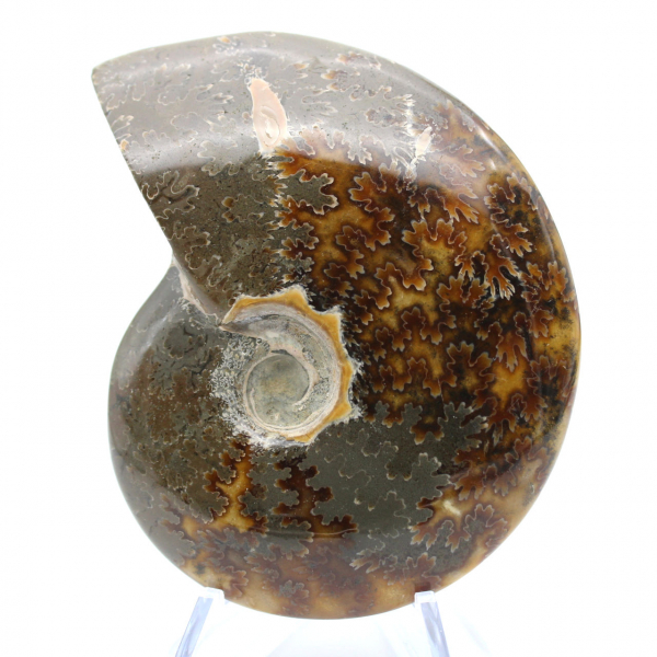 Ammonite intera lucidata