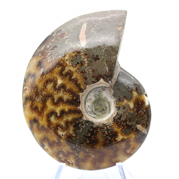 Ammonite intera lucidata