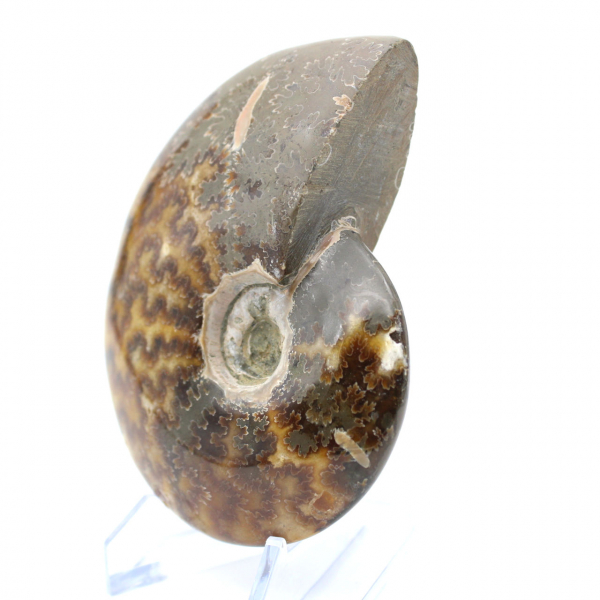 Ammonite intera lucidata