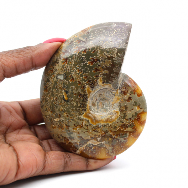 Ammonite intera lucidata del Madagascar