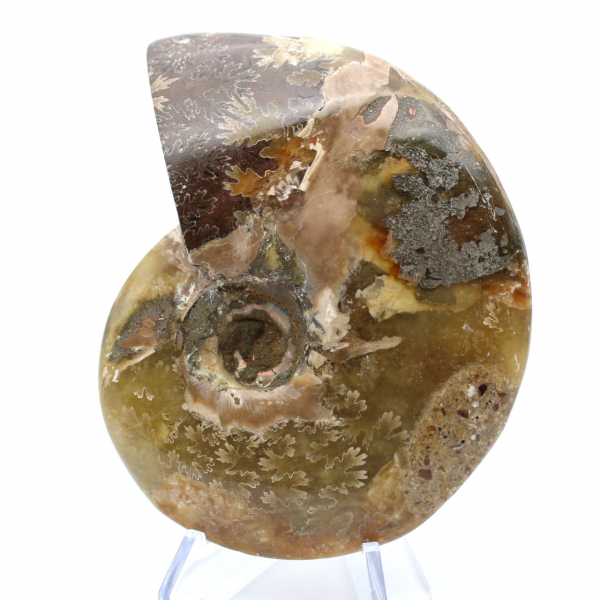 Fossile intero di ammonite lucidato