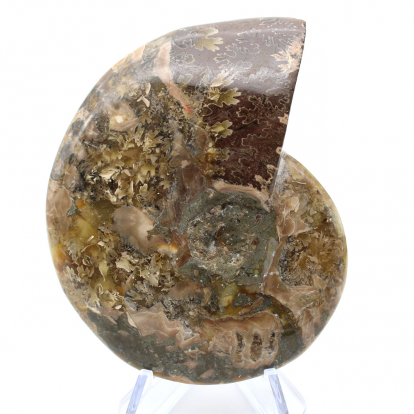 Fossile intero di ammonite lucidato