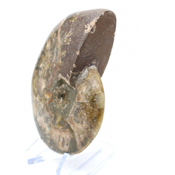 Fossile intero di ammonite lucidato