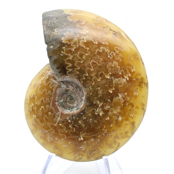 Ammonite fossile intera lucidata del Madagascar