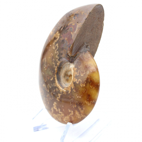 Ammonite naturale lucida del Madagascar