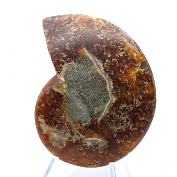 Fossile di ammonite naturale lucidato