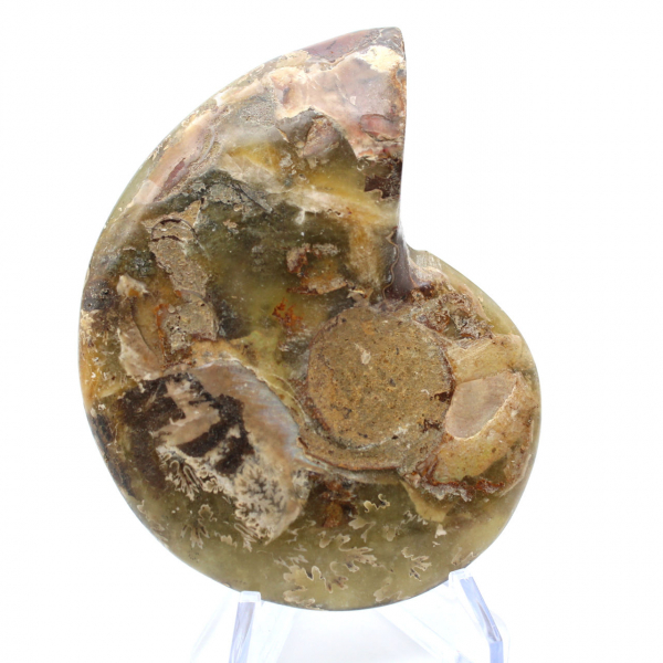 Ammonite del Madagascar