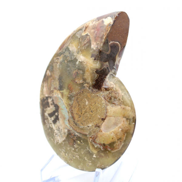 Ammonite del Madagascar