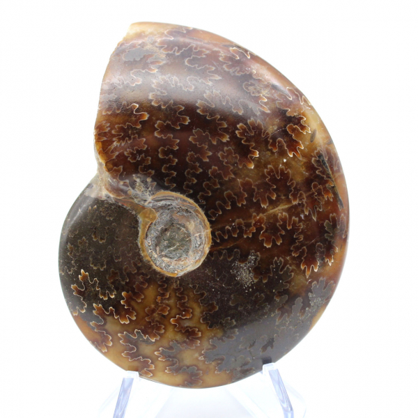 Ammonite segata lucida