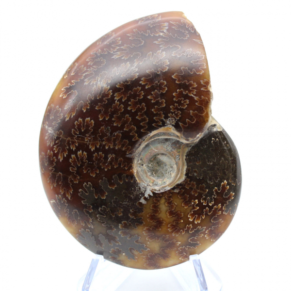 Ammonite segata lucida