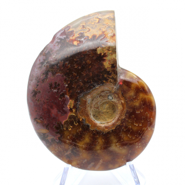 Ammonite fossilizzata lucida