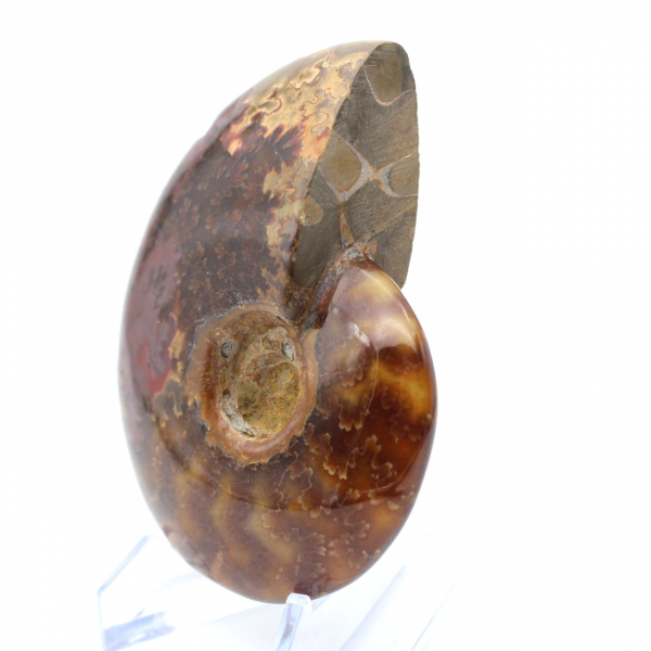 Ammonite fossilizzata lucida