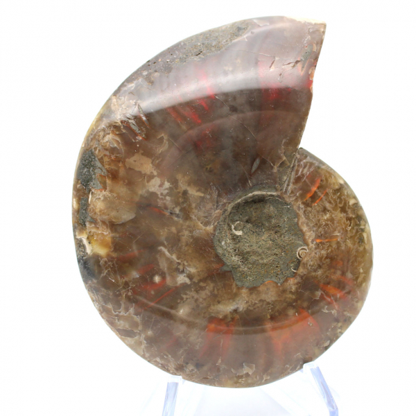 Ammonite un pezzo