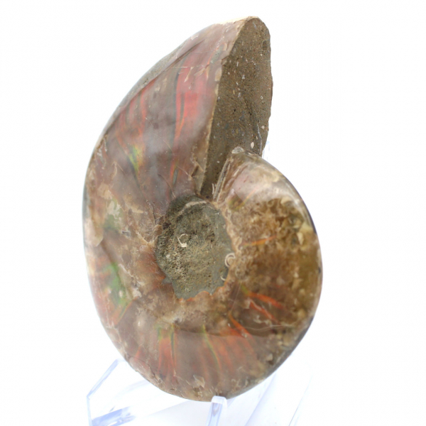 Ammonite un pezzo