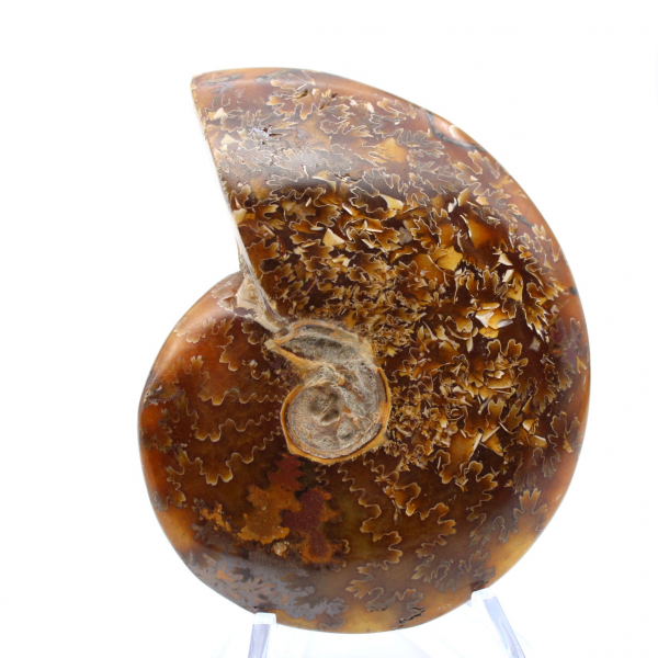 Ammonite fossilizzata