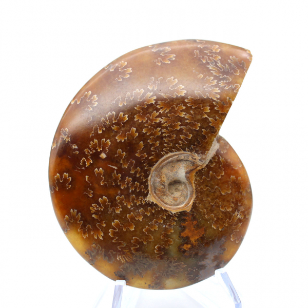 Ammonite fossilizzata