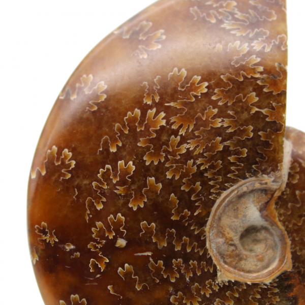 Ammonite fossilizzata