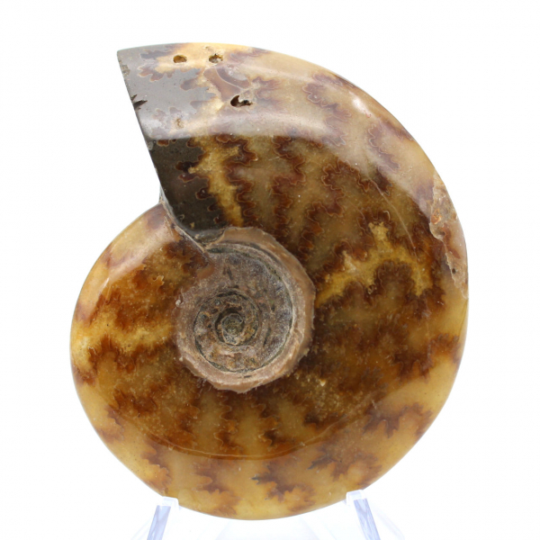 Ammonite naturale fossile